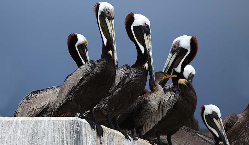 Lowcountry Safaris The Outdoors South Carolina