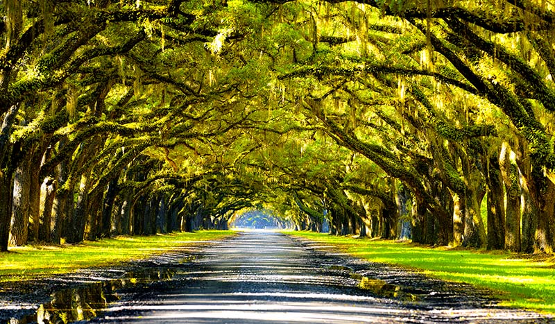 Spanish Moss Trail The Outdoors South Carolina